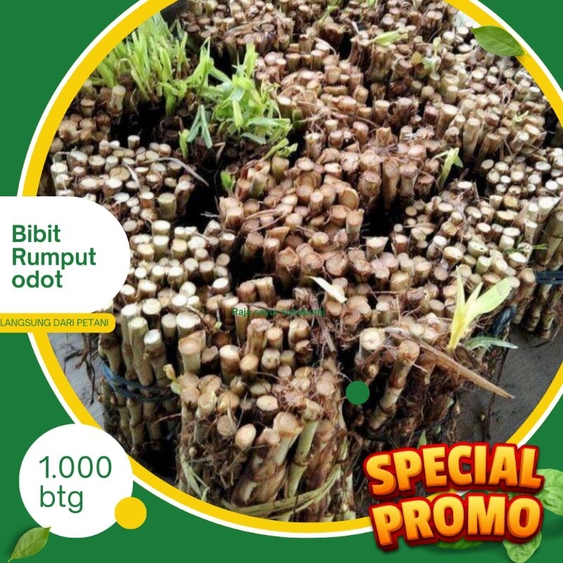 Bibit Rumput Odot bibit rumput odot sukabumi 500 btg