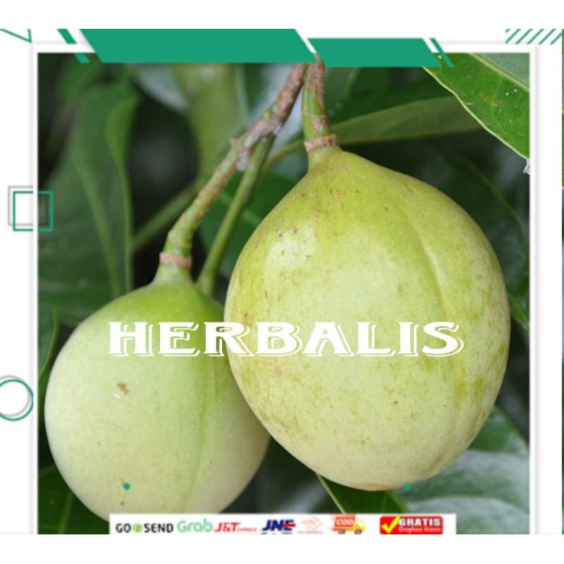 

Buah pala muda 1kg murah di petik langsung