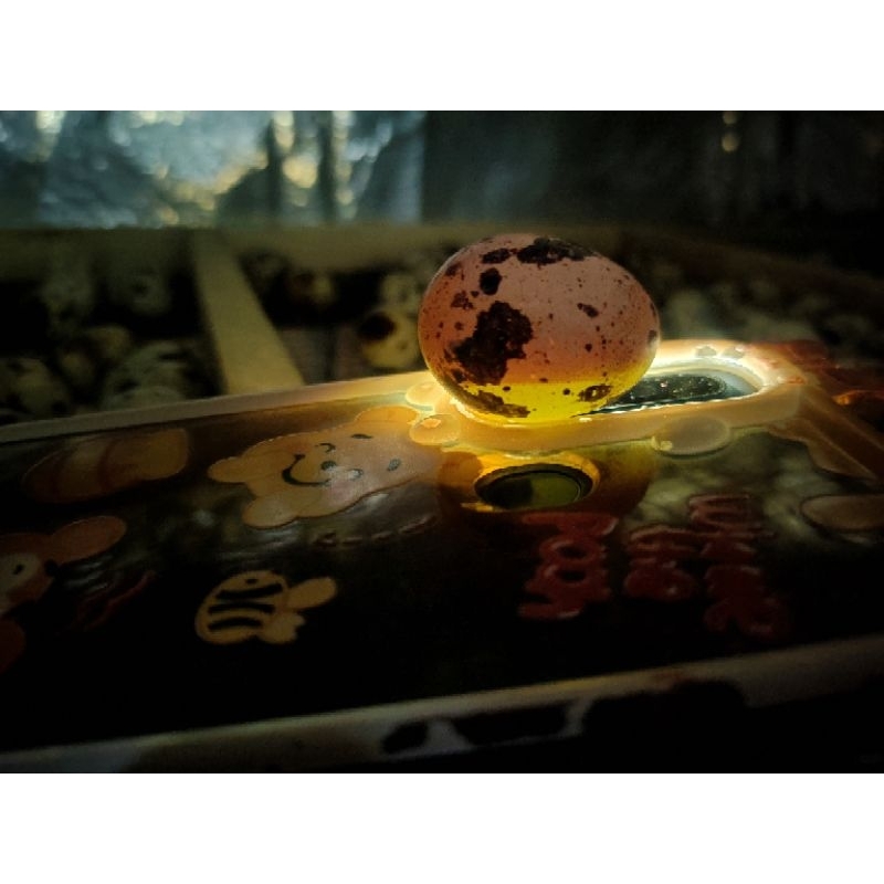 Tapuy Umpan Galatama Lele/Bayi Tabung/Tabung Puyuh Packing aman