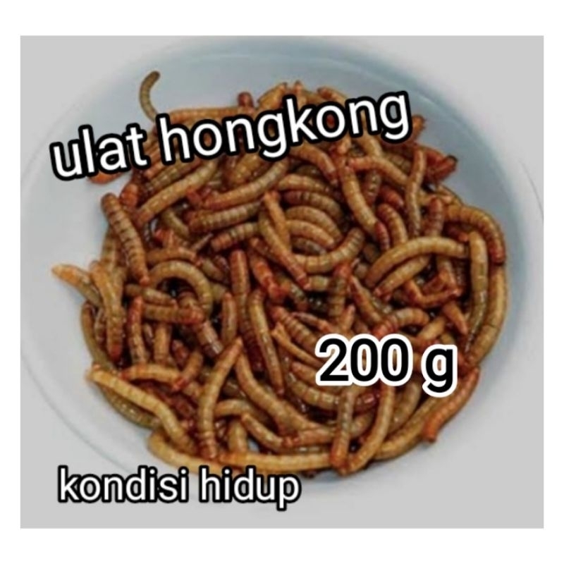 ulat hongkong