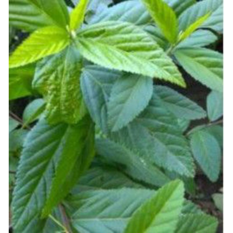 

(500 gr) daun tanaman sidaguri segar