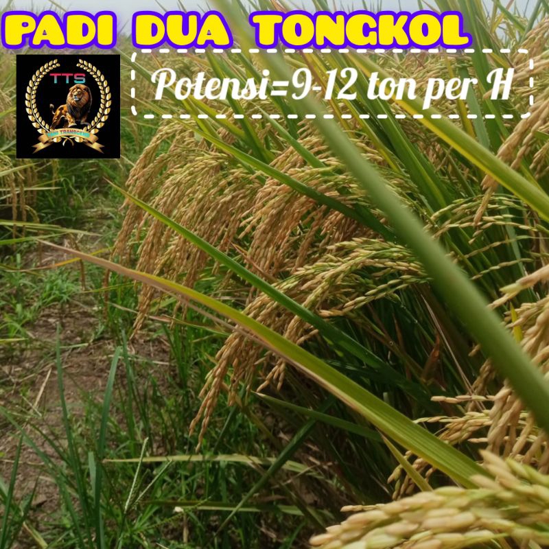 BENIH PADI 2 TONGKOL KEMASAN 1 KG SUPER GENJAH