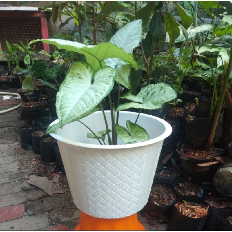 Pot Bunga Plastik Motif Anyam 25 Cm, Pot Tanaman, Pot 25 Putih