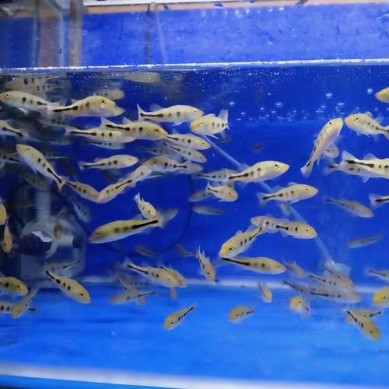 Pbass mono GM Size 10-11cm Berkualitas | Garansi