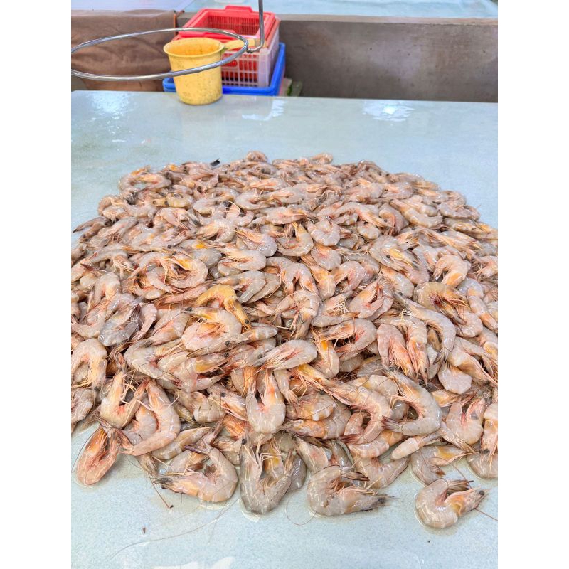 

Udang ukuran sedang