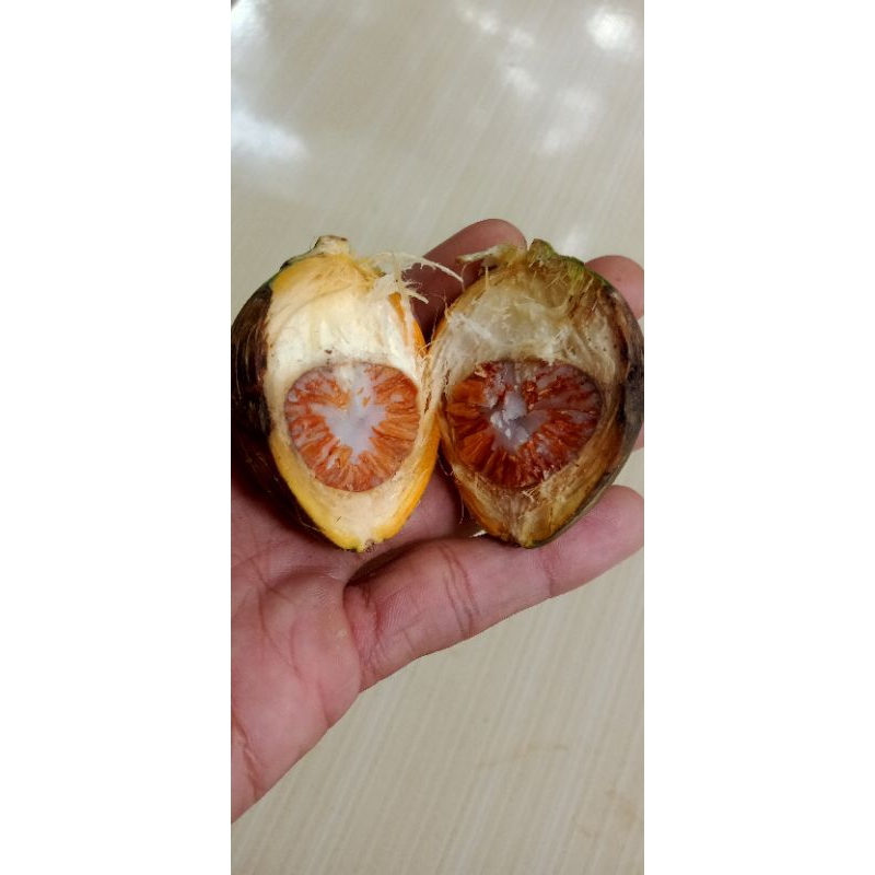 

buah pinang tua segar 1kg frees
