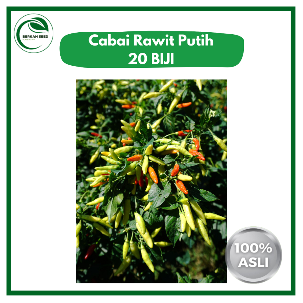 20 Benih Cabe Rawit Putih Cabai Japlak Unggul