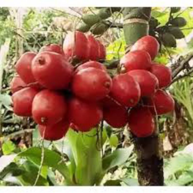 

Ready Buah Palem, Ekor Tupai 1kg