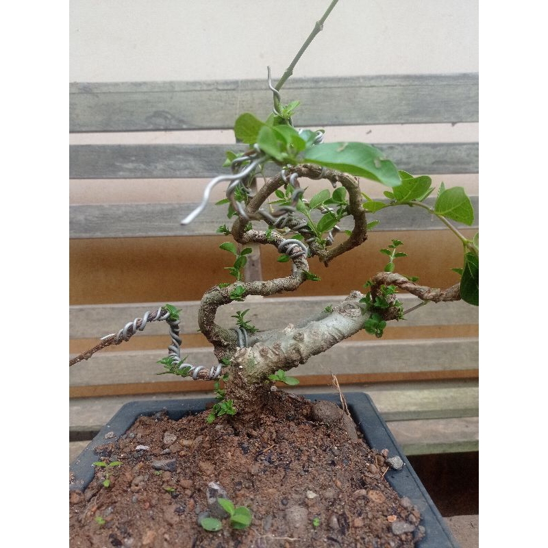 bonsai Sancang liuk