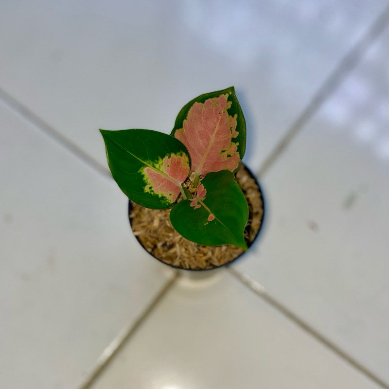 Aglaonema sultan brunai