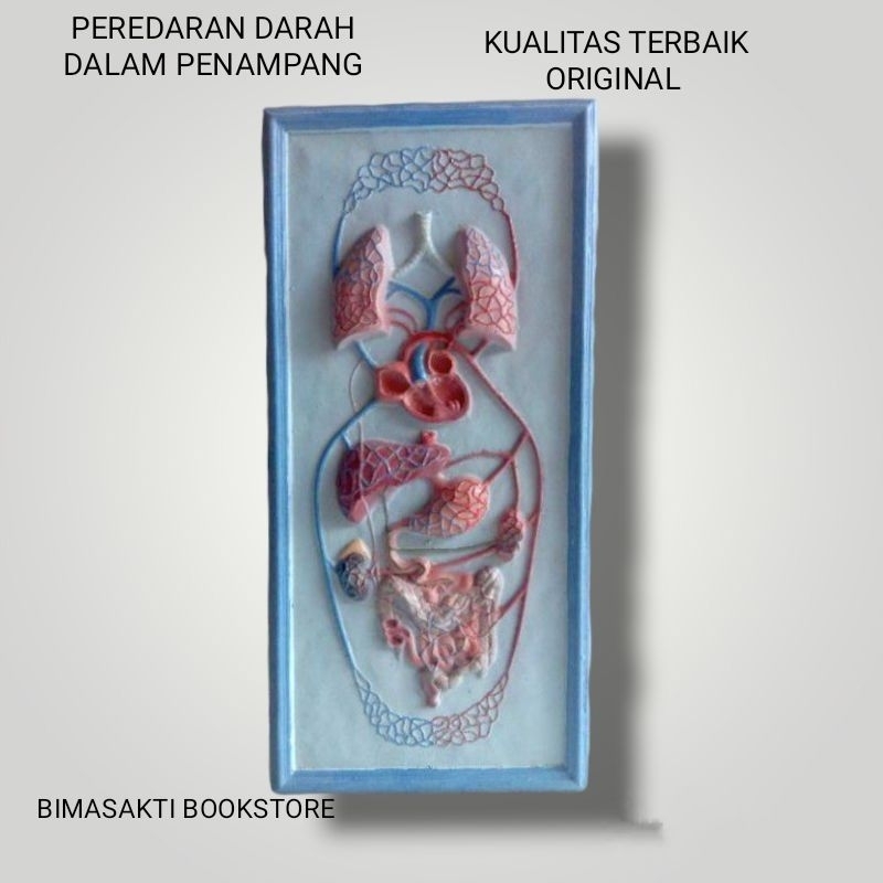 

PEREDARAN DARAH DALAM PENAMPANG ALAT PERAGA PENDIDIKAN BIOLOGI IPA