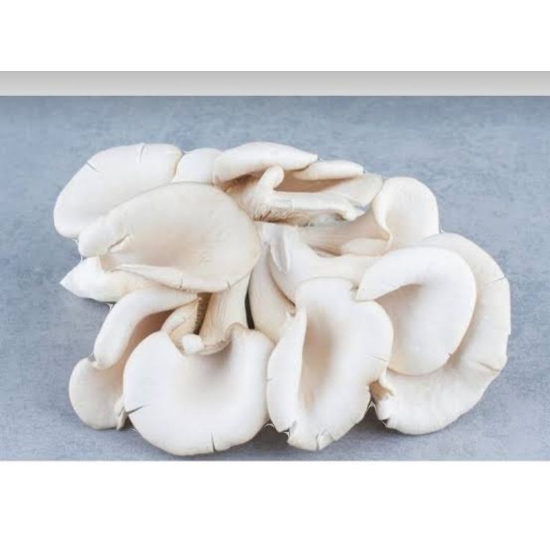 

jamur tiram 1kg