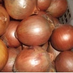 

RB Bawang Bombay .