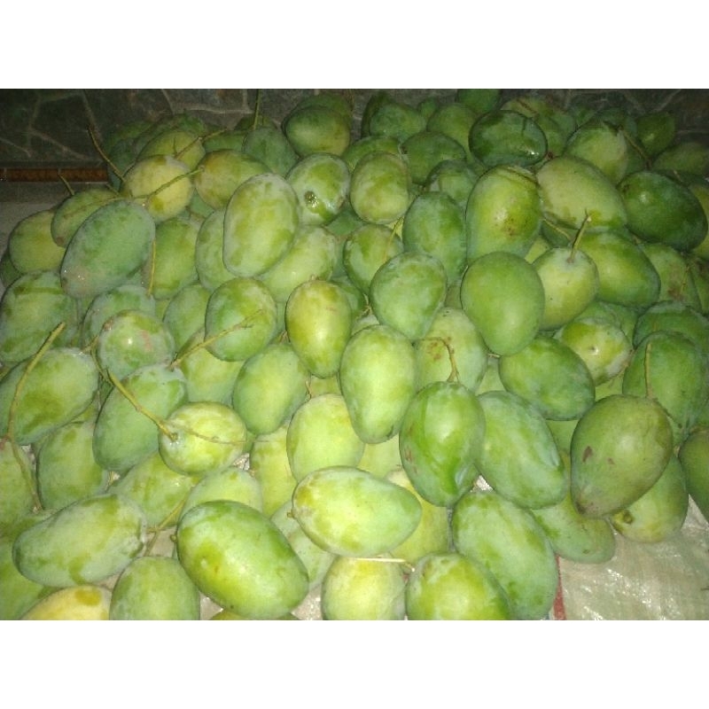 

Mangga Harumanis