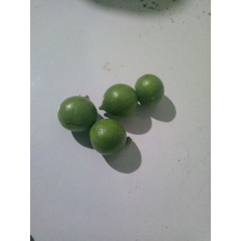 

buah gaharu 500 gram stok terbatas