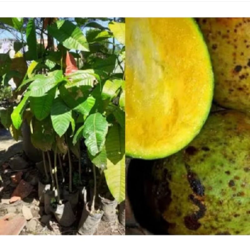 Bibit tanaman buah limus/pakel