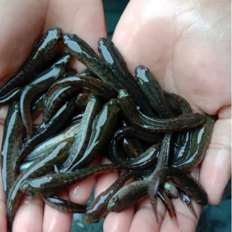 Bibit Ikan Gabus 5-6cm isi 10 ekor || Garansi Hidup