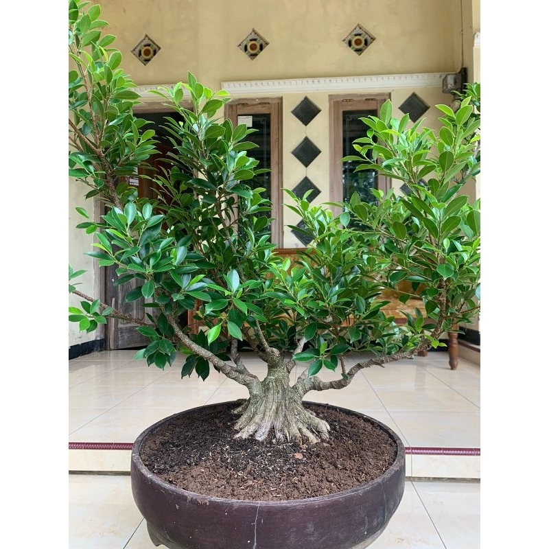 Kimeng pecah batang prokar