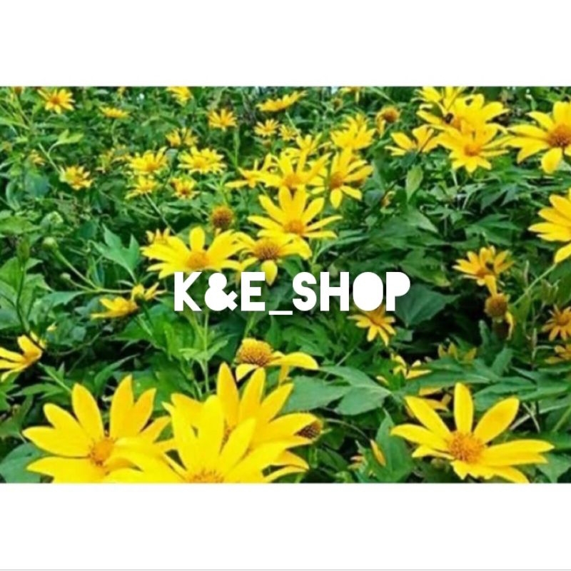 

Jual bunga insulin/kipahit segar petik langsung