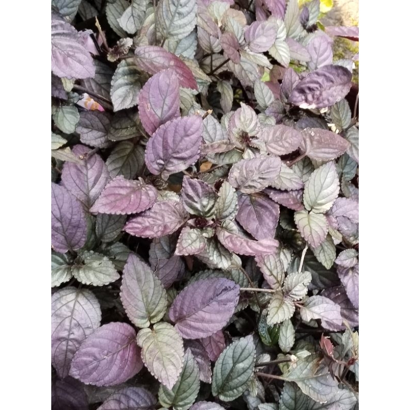 

daun ki remek /bahan obat tradisional pilihan 25 lembar
