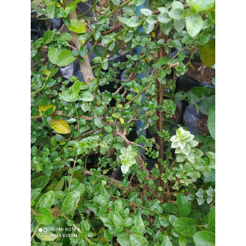 BIBIT SANCANG VARIGATA