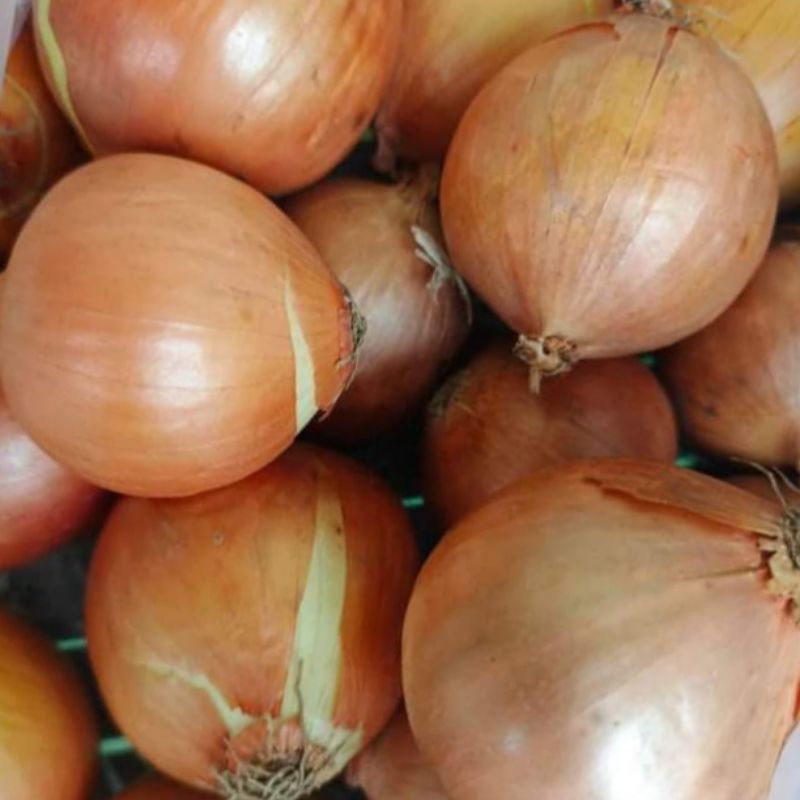 

BAWANG BOMBAY KILOAN