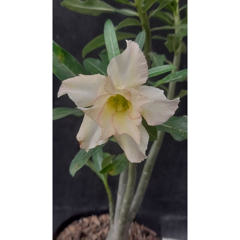Adenium Tumpuk Ori Percabangan