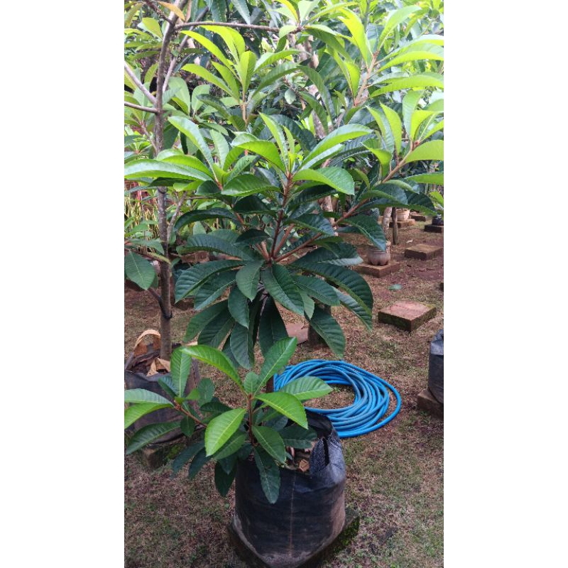 Mamey sapote lorito hasil cangkok