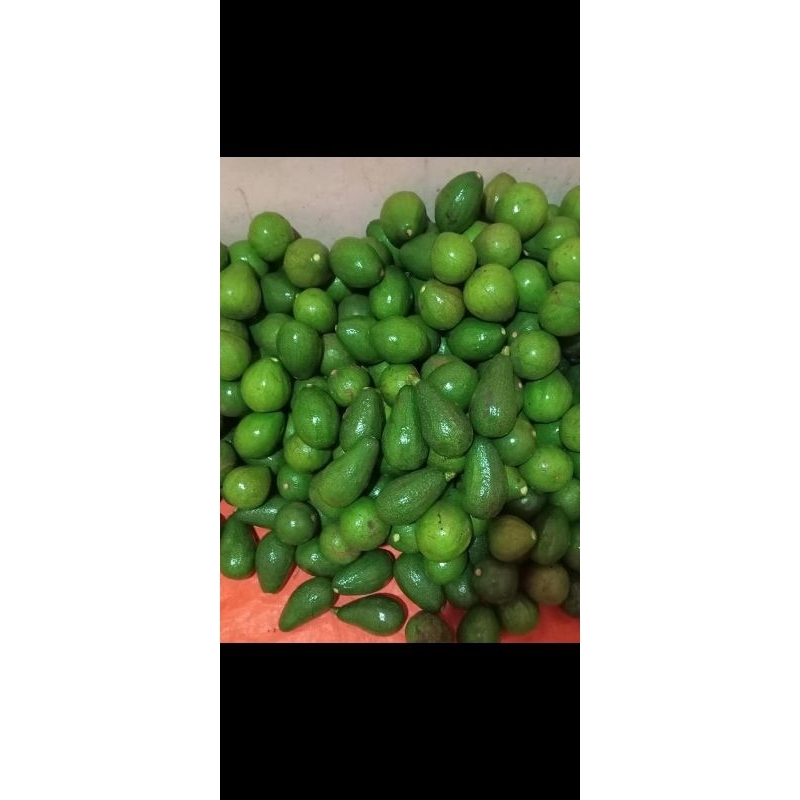 

Buah Alpukat Lokal Murah Meriah alami tanpa obat dari Petani Langsung