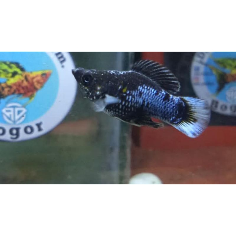 molly blue electric  1 ikan ornamet aquarium