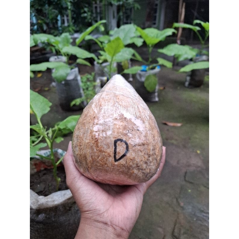 

Kelapa kopyor asli lumajang grade D (paling kecil)