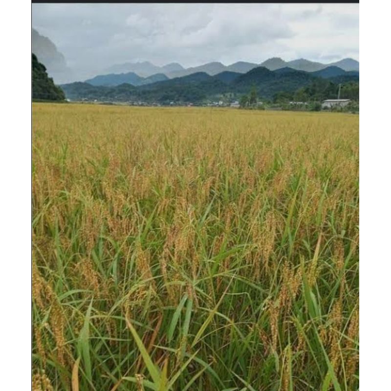 BENIH PADI PULEN DAN ENAK BERKUALITAS (250 GRAM) SUPER UNGGUL