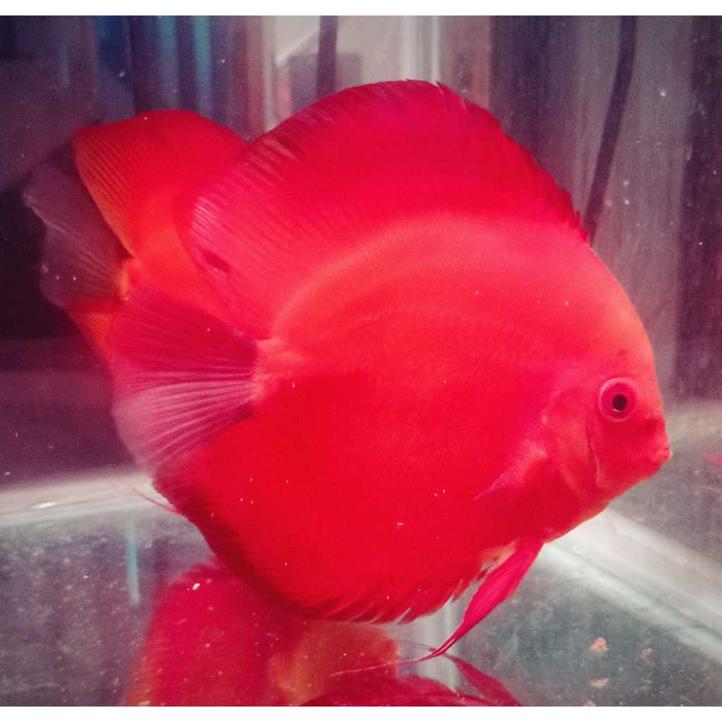 Discus Red Melon 5" inch