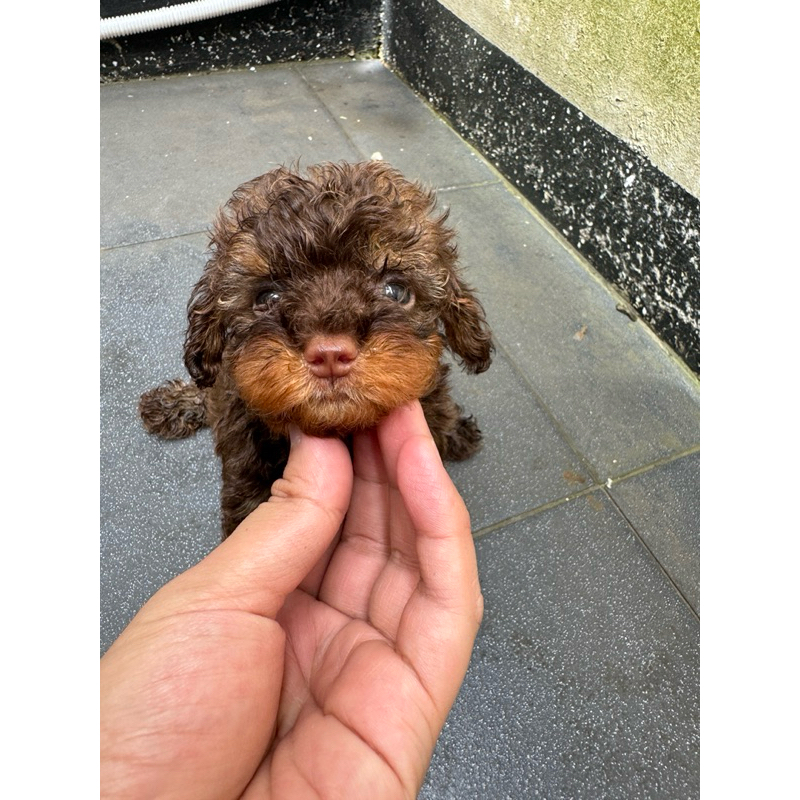 Toy Poodle Black Tan, Choco Tan, Fawn Stambum Vaksin