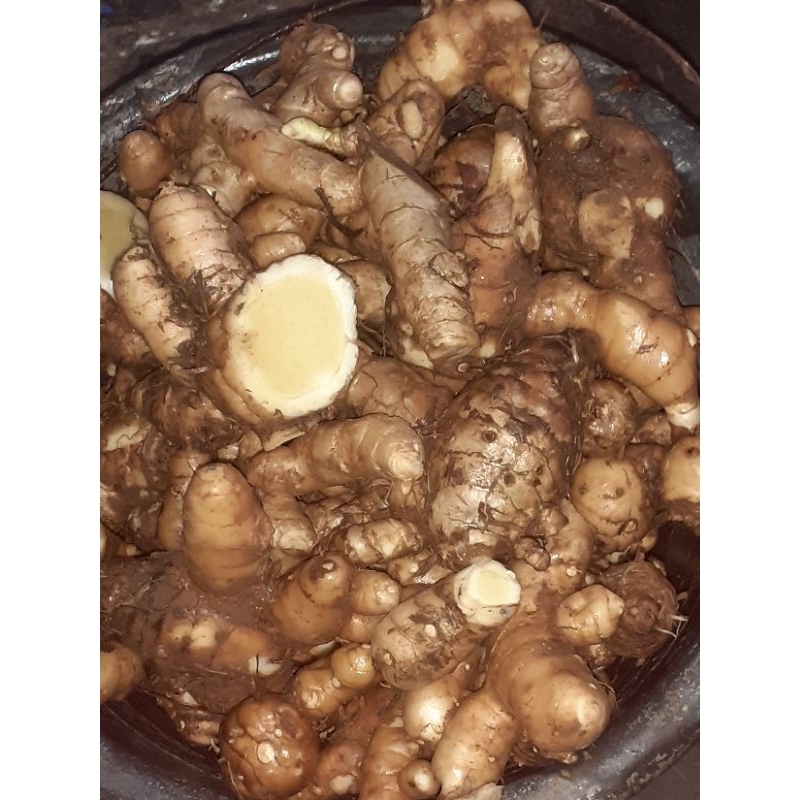 

Kunyit putih sgar 1kg brsih