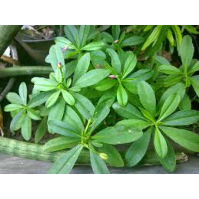 

daun ginseng segar asli