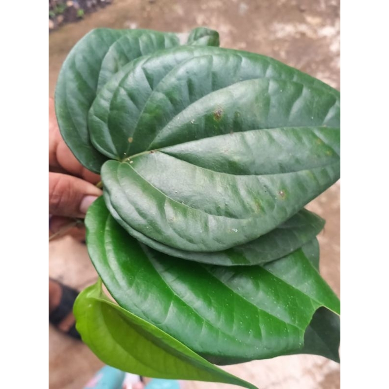 

Daun sirih hijau segar 50 lembar (Dipetik dadakan)