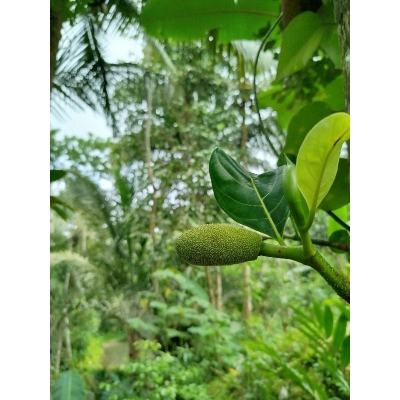 

Tongtolang nangka / nangka muda / nangka kecil fresh