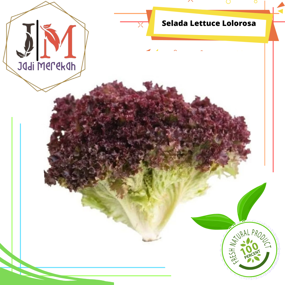 

[JMSoFresh] Sayur Lettuce Lolorosa / Lettuce Loloroso