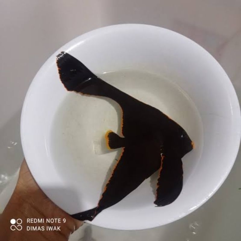 Ikan Hias Laut Platak Asli