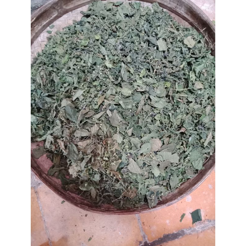 DaunAntingAntingDaun anting-anting (Acalypha indica)AkarKucingKucingGalakBayamKucing 100gr
