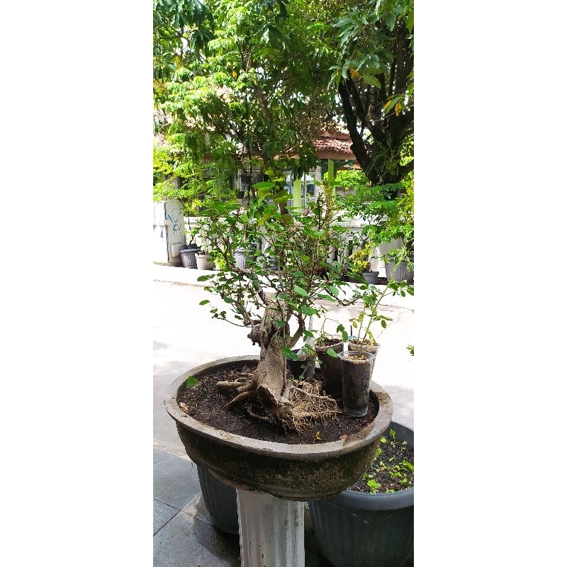 BONSAI WARU
