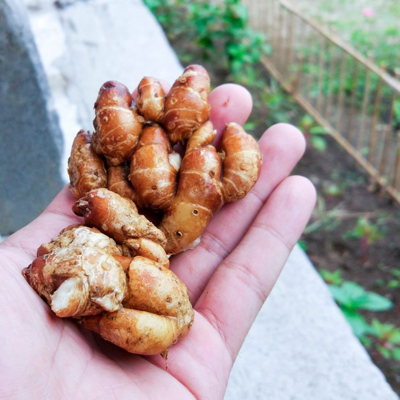 

KENCUR CIKUR BUMBU CIKUR 500gram ASLI JAWA TENGAH KEBUMEN