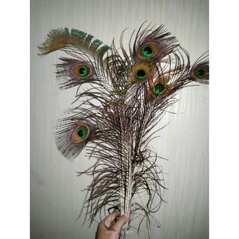 bulu burung merak