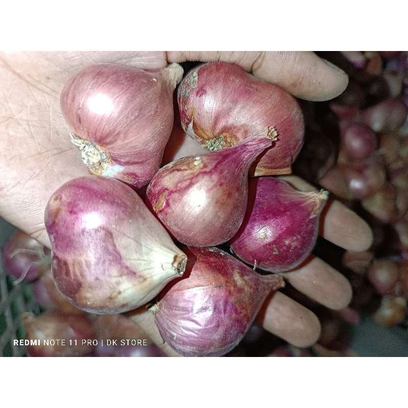 

Bawang Merah Lokal Jumbo Murah 1kg Kering Super