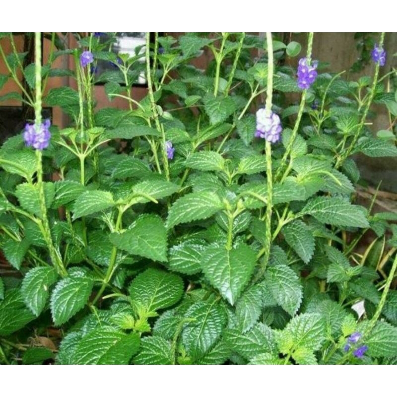 

Daun jarong daun pecut kuda 500grm