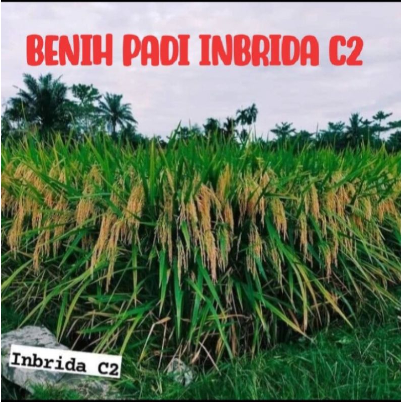 Benih padi INBRIDA C2, KEMASAN 1KG