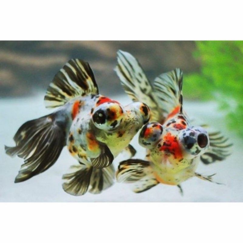 paket isi 3 ekor koki tekim tree color