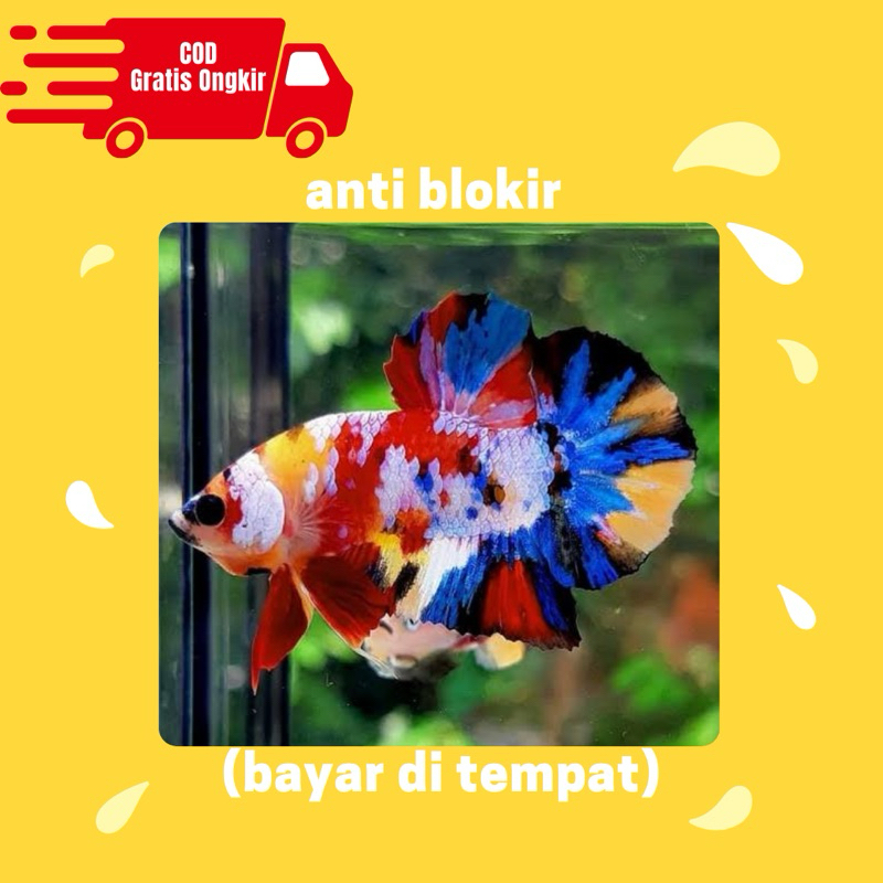 jantan nemo multi galaxy hiasan aquarium