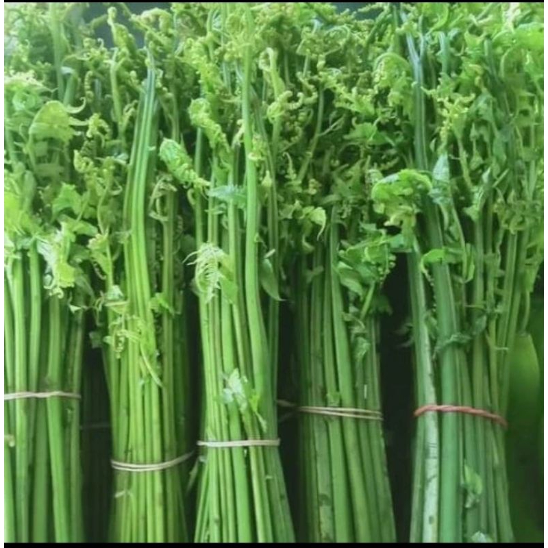 

PAKIS SAYUR 1 IKAT